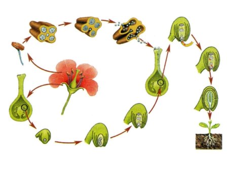 Схема оплодотворения у цветковых растеи