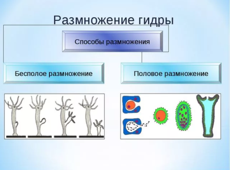 Размножение организмов рисунок