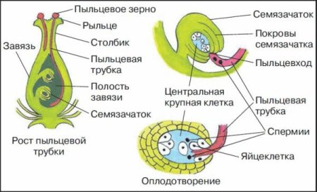 Цикл развития покрытосеменных растений схема 6 класс