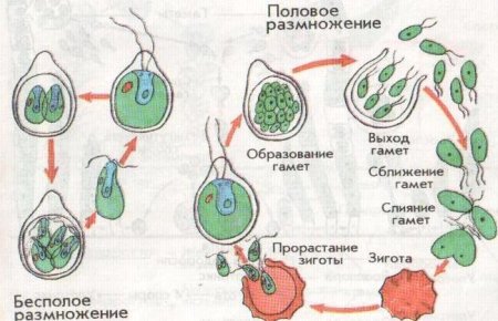 Бесполое размножение это в биологии