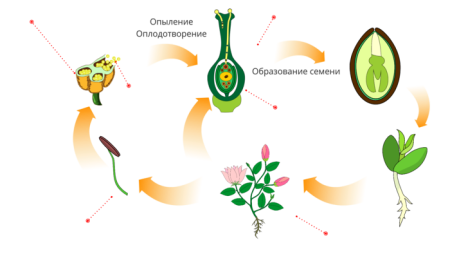 Какой способ размножения изображён на рисунке