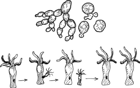 Размножение воспроизведение себе подобных