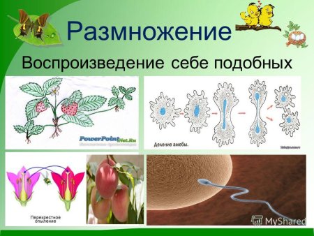 Способы вегетативного размножения растений рисунки