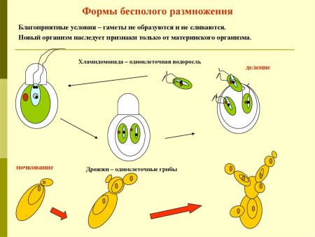 Бесполое размножение улотрикса рисунок