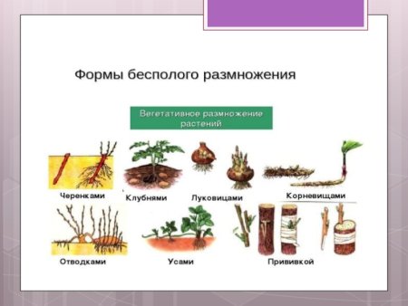 Схема полового размножения покрытосеменных растений