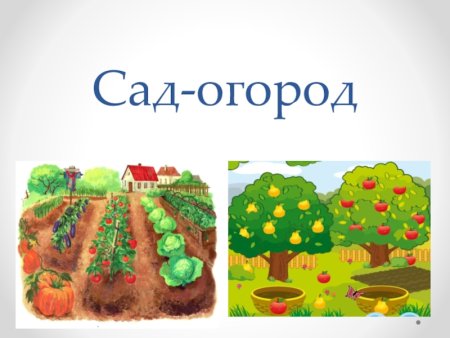 Карточки для детей огород