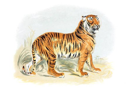 Рисунок тигра