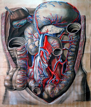 Анатомические иллюстрации