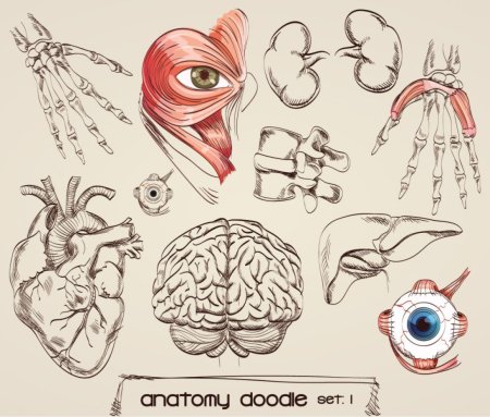 Анатомия иллюстрации