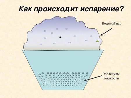 Опыт испарение воды растениями 6 класс биология