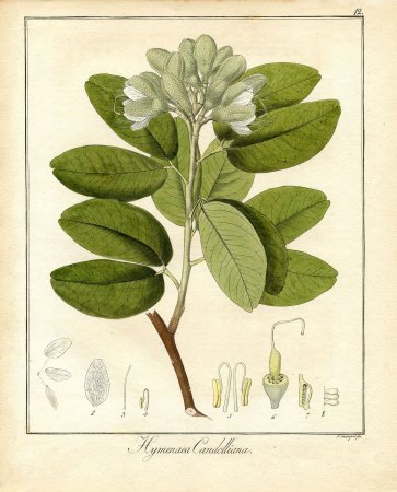 Pierre-Joseph Redouté Botanical Art