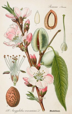 Botanical illustration "Curtis's Botanical Magazine" маки