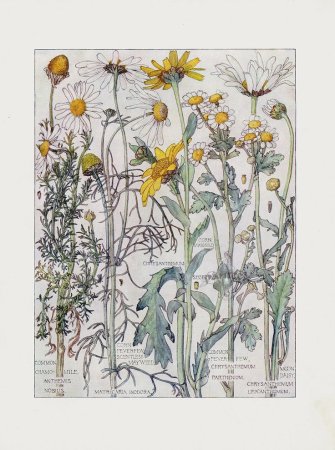 Маргаритка Botanical