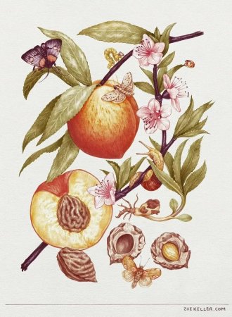 Citrus reticulata гербарий
