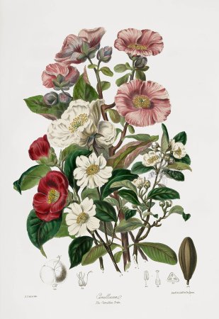 Hortulus monheimensis