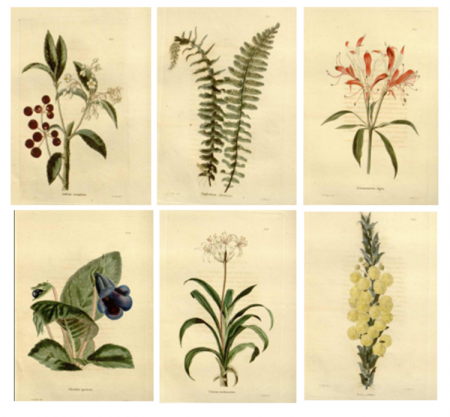 Hortulus monheimensis