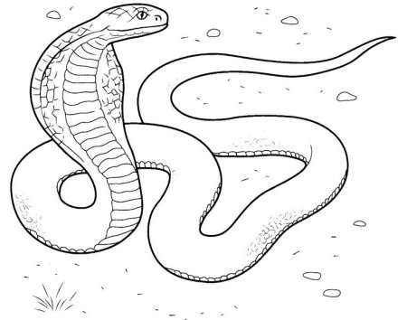 Кобра раскраска