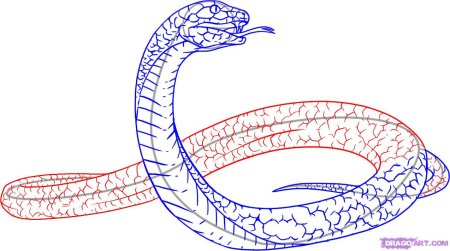 Змея раскраска цветная