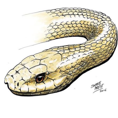 Тайпан змея рисунок