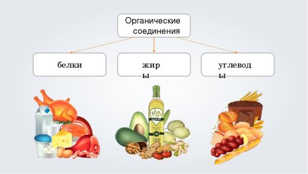 Химия питания углеводы белки жиры