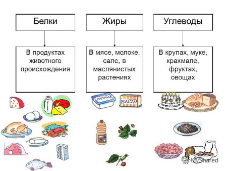 Где содержатся белки жиры и углеводы