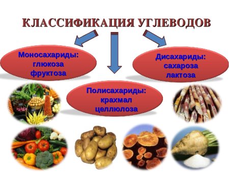 Где содержатся белки жиры и углеводы