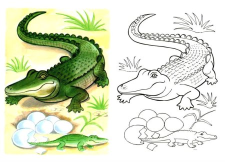 Аллигатор раскраска для детей