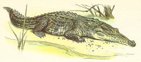 Раскраски животные крокодил
