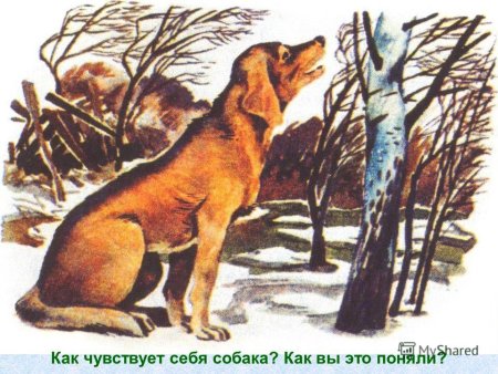 Иллюстрации к рассказу м. пришвин "ребята и утята"