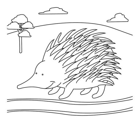 Кенгуру раскраска