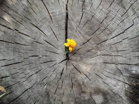 Дети иллюстрация