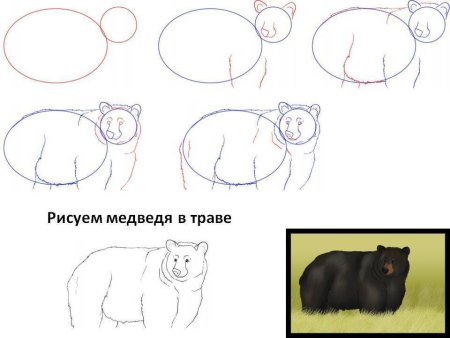 Поэтапное рисование медведя