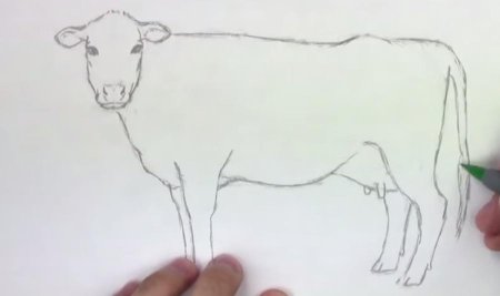 Рисование карандашом теленка для начинающих