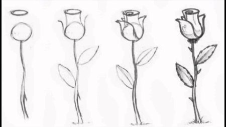 Рисунки розы карандашом для начинающих