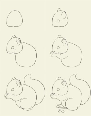 Белка этапы рисования