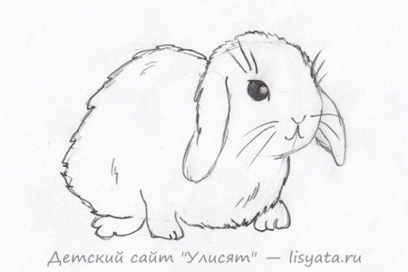 Кролик рисунок для срисовки легкие