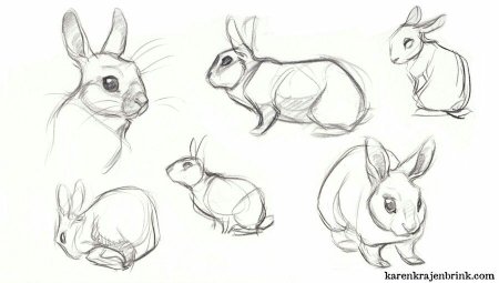 Кролик набросок