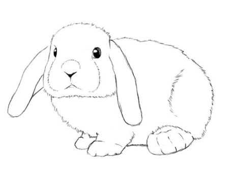 Вислоухий кролик раскраска