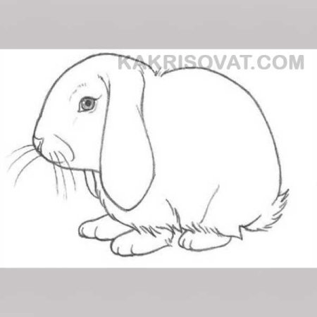 Домашние животные карандашом для срисовки