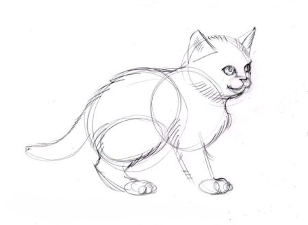 Рисунки котов карандашом для срисовки
