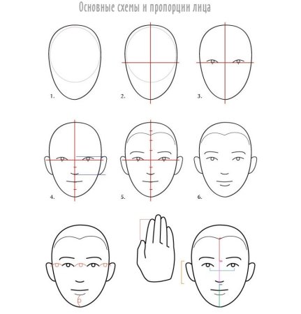 Пропорции лица для рисования портрета