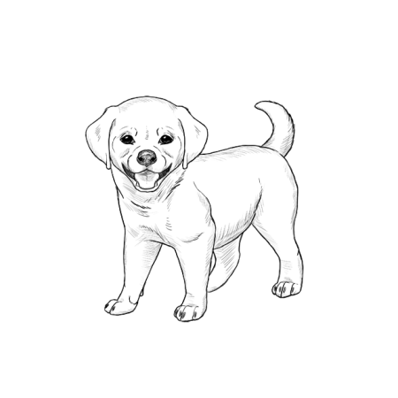 Рисунок собаки карандашом для срисовки
