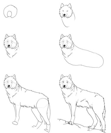 Волк рисунок поэтапно