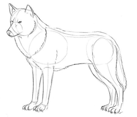 Как нарисовать волка карандашом поэтапно