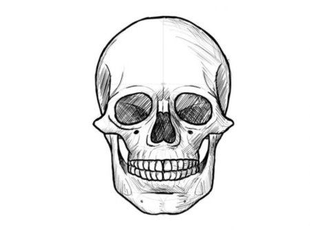 Скетч черепа спереди