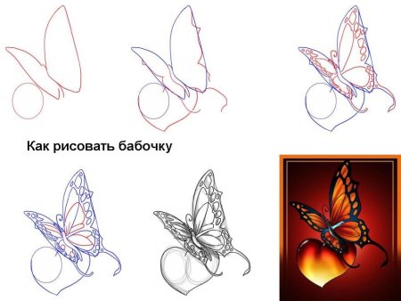 Поэтапный рисунок бабочки