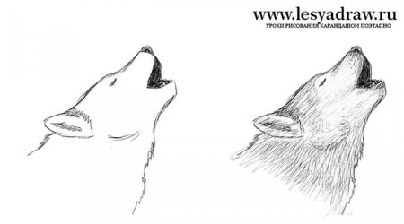 Изображение головы волка