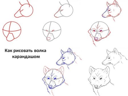 Поэтапное рисование волка