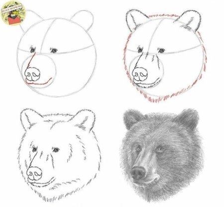 Медведь рисунок карандашом поэтапно