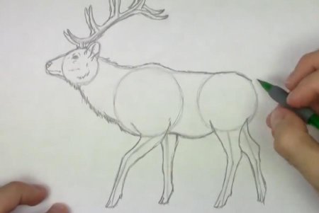 Рисунок карандашом Лось для начинающих